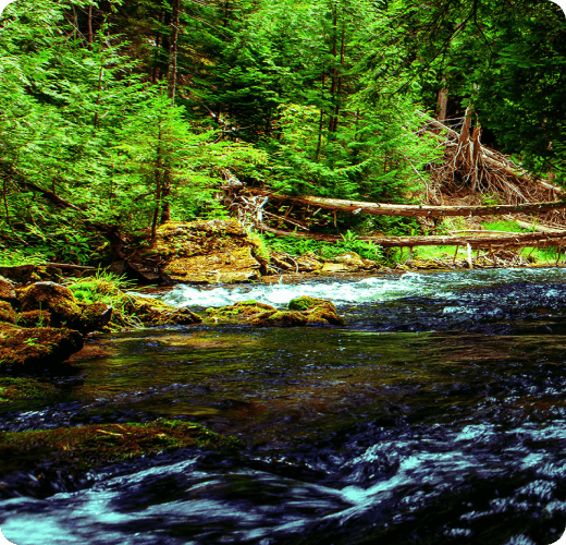 A stream with trees that fell across.