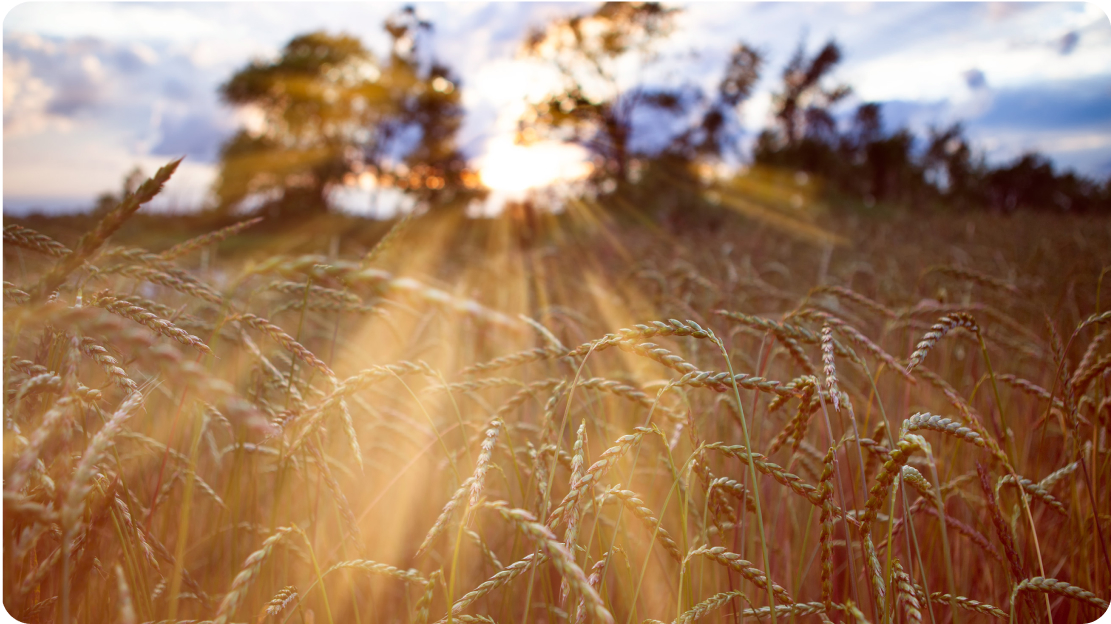 Sunrise over a wheat field